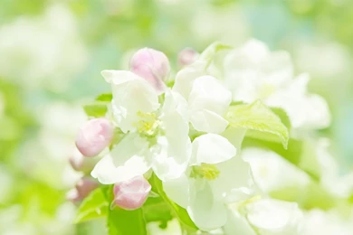 Category: Wallpapers