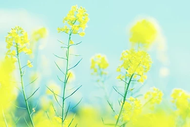 HD Quality Bright Flower Wallpapers HD   SiWallpapers 20068