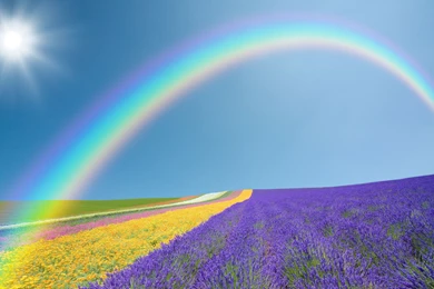 Rainbow flowers field.jpg