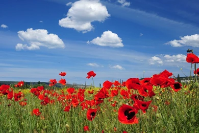 6791816 free desktop wallpapers