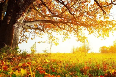 Autumn Tree Desktop Wallpaper, Autumn Tree Backgrounds, New Wallpapers