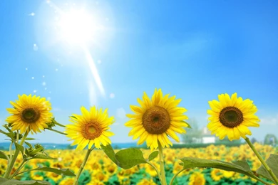 Sunflower Wallpaper Backgrounds