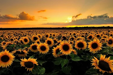 Lovely Sunflowers Wallpapers   HD Images New