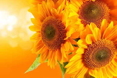 252 Sunflower HD Wallpapers