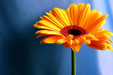 Gerbera Sunflower Wallpapers   Splendid Wallpapers HD
