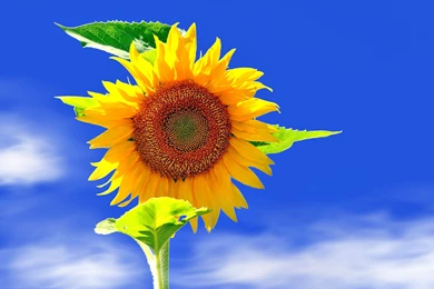 Sunflower Wallpapers