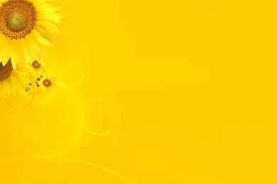 Sunflower Wallpapers Wallpapers   HD Wallpapers 83254