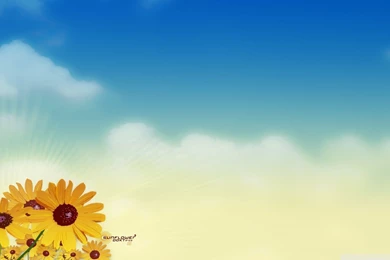 Sunflower Wallpaper_nature Wallpaper_download Free Wallpapers