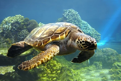 194 Turtle HD Wallpapers