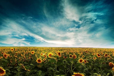 Sunflowers   Desktop Wallpapers