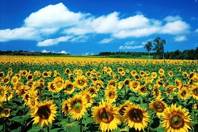 Sunflower Wallpaper_nature Wallpaper_download Free Wallpapers