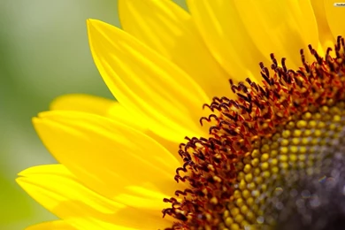 Sunflower Wallpaper Backgrounds 596 Pictures