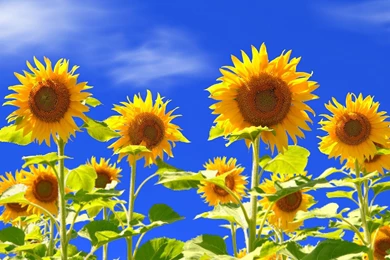Sunflower Wallpapers
