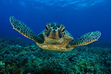 Sea Turtle (id: 158715) – BUZZERG