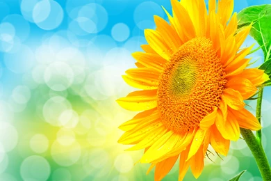 Sunflower Wallpapers Photo