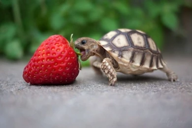 Cute Turtle Wallpapers