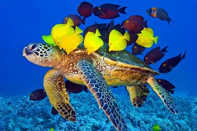 Turtle Full HD Wallpapers 42539 Full HD Wallpapers Desktop   Res ...