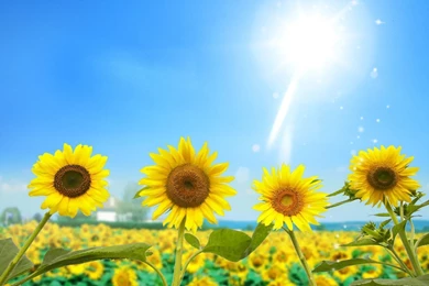 Sunflower Wallpaper_nature Wallpaper_download Free Wallpapers