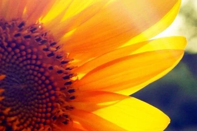 Sunflower Wallpaper Backgrounds 346 Desktop