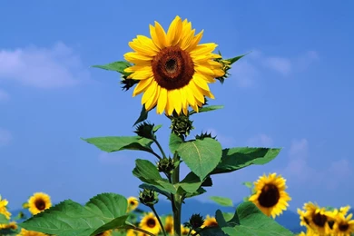 Download Sunflower Wallpapers 3831 1680x1050 Px High Resolution ...