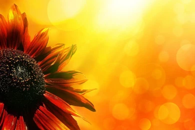 Sunflower Wallpaper_nature Wallpaper_download Free Wallpapers