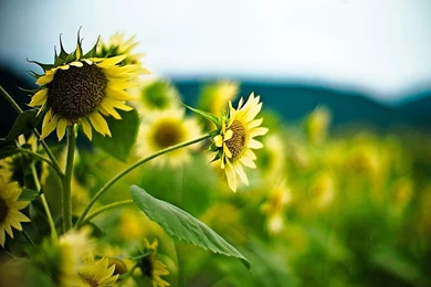 Free Wallpapers 25+ Beautiful Subflower Pictures For Backgrounds