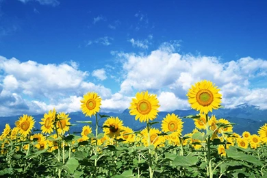 Sunflower Wallpapers And Facts