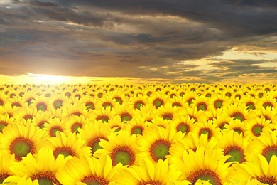 Sunflower Wallpapers High Quality Resolution