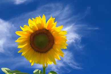 Sunflower Wallpapers   Flower Wallpapers