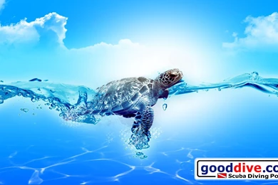 Wallpapers Turtle 1920 1080