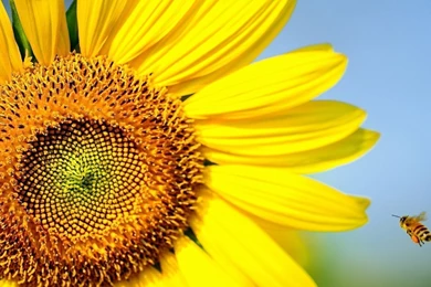 Sunflower Wallpaper Backgrounds 781 Awesome