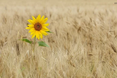 Sunflowers Wallpapers   Flower Wallpapers
