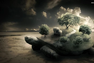 Turtle Carrying The Weight Of Nature Wallpapers   Digital Art ...