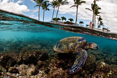 Green Sea Turtle Photo, Hawaii Wallpapers – National Geographic ...