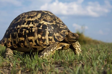 Turtle Wallpapers   Animal Wallpapers