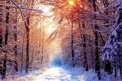 Download Winter HD Desktop Wallpapers.jpg