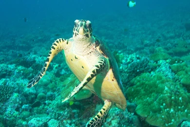 Sea Turtle Wallpapers   Animals Town
