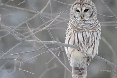 Download Exclusive Winter Birds Owls Desktop Wallpapers