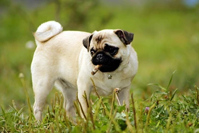 Pug Wallpapers   Animal Wallpapers