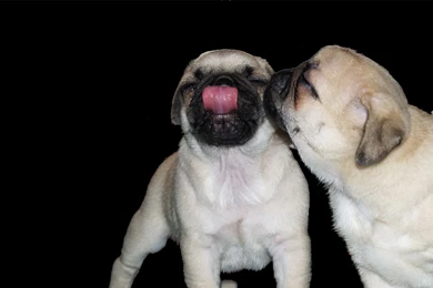 Beautiful Pug ♥   Pugs Wallpapers (13728011)   Fanpop