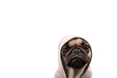 Pug HD Wallpapers