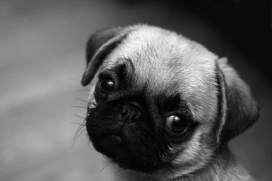 Cute Pug Wallpapers