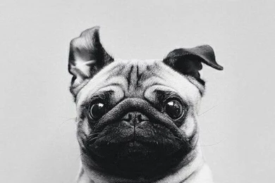 Pug wallpapers