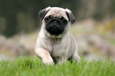 Pug Computer Wallpapers, Desktop Backgrounds