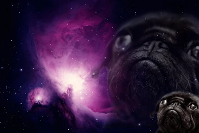 Pug Wallpapers 42761 Images