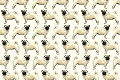 Pugs Pugs Pugs.