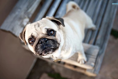 Pug Wallpapers   Animal Wallpapers