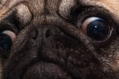 iPhone 6 Pug Wallpapers HD, Desktop Backgrounds 750x1334 Downloads ...