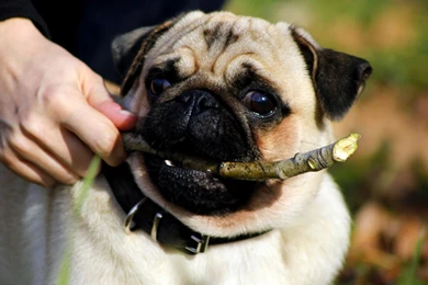 Trololo Blogg Pug Wallpapers Download   PowerballForLife