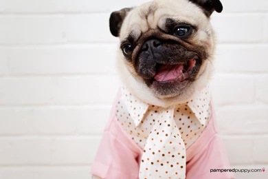 Pug Dogs Wallpapers (13518500) Fanpop